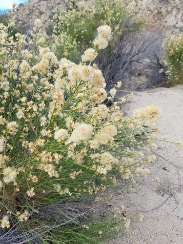 iNaturalist observation photo of California Broomsage