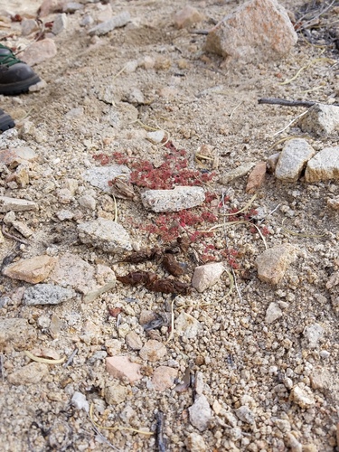 iNaturalist observation photo of Yuma Sandmat
