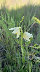 Fritillaria liliacea