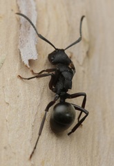Polyrhachis phryne