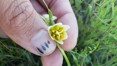 Fritillaria liliacea
