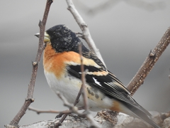 Fringilla montifringilla