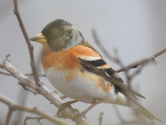 Fringilla montifringilla