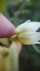Fritillaria liliacea