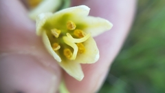 Fritillaria liliacea