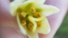 Fritillaria liliacea
