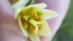 Fritillaria liliacea