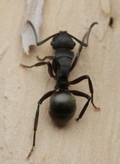 Polyrhachis phryne