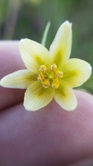 Fritillaria liliacea