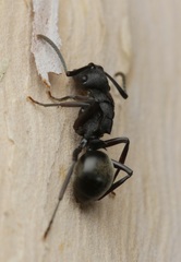 Polyrhachis phryne