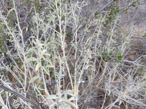 iNaturalist observation photo of Bladderpod
