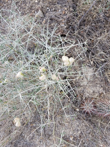 iNaturalist observation photo of Paperbag Bush