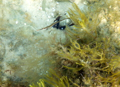 Stigmatopora nigra