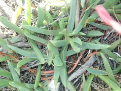 Carpobrotus glaucescens