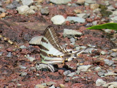 Protographium leosthenes