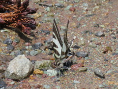Protographium leosthenes