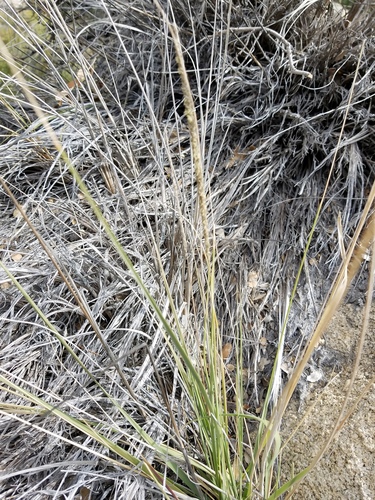 iNaturalist observation photo of grasses