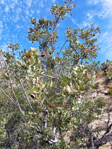 iNaturalist observation photo of Muller's oak