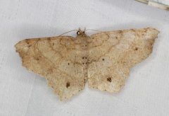 Chiasmia monticolaria