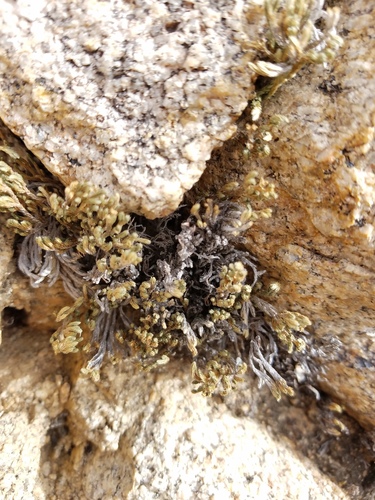 iNaturalist observation photo of Spikemosses