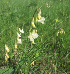 Lathyrus pannonicus collinus