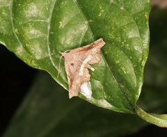 Throana pectinifer