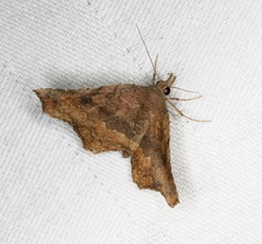 Throana pectinifer