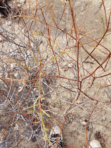 iNaturalist observation photo of Mojave Indigobush