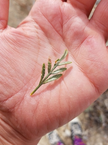 iNaturalist observation photo of Mojave Indigobush