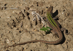 Podarcis siculus siculus