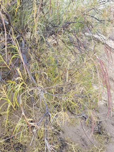iNaturalist observation photo of desert willow