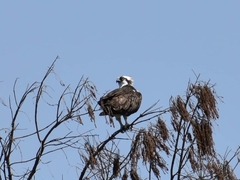 Pandion haliaetus