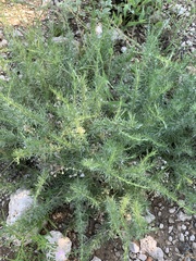 Eriocephalus luederitzianus