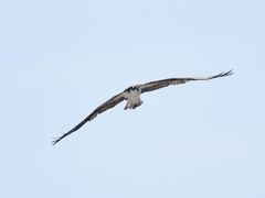 Pandion haliaetus