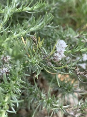 Eriocephalus luederitzianus