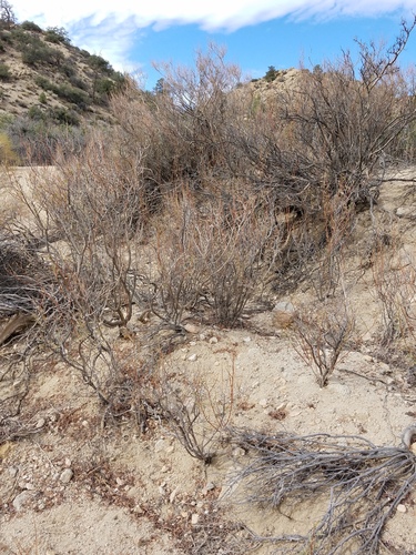iNaturalist observation photo of Dicots