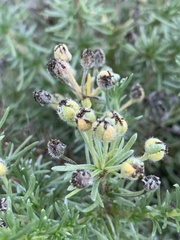 Eriocephalus luederitzianus