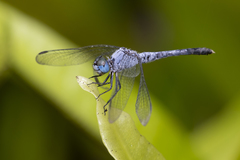 Diplacodes trivialis