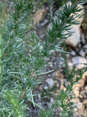 Eriocephalus luederitzianus