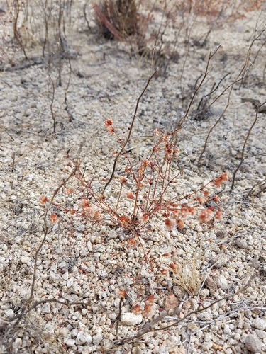 iNaturalist observation photo of wild buckwheats