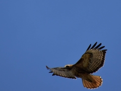 Buteo jamaicensis