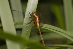 Orthetrum villosovittatum
