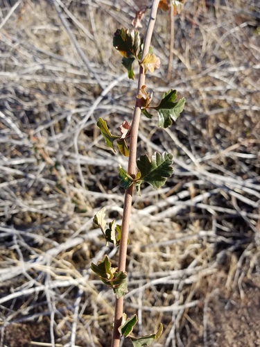 iNaturalist observation photo of fragrant sumac