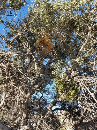 iNaturalist observation photo of oak mistletoe
