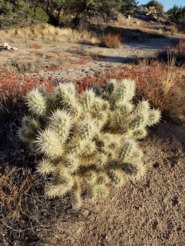 iNaturalist observation photo of Silver Cholla