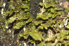 Neckera pennata image
