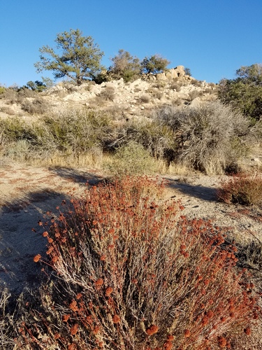 iNaturalist observation photo of California Buckwheat