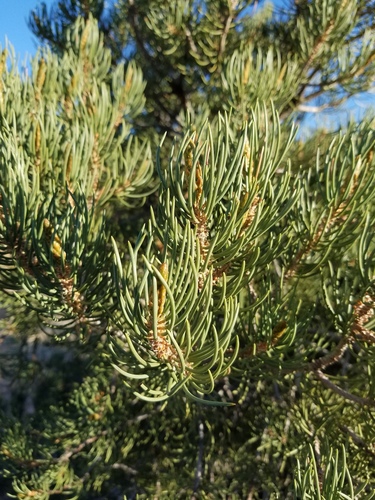 iNaturalist observation photo of singleleaf pinyon