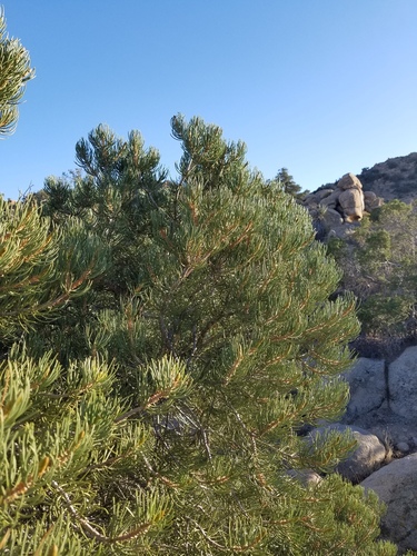 iNaturalist observation photo of singleleaf pinyon