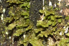 Neckera pennata image